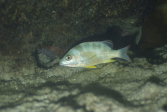 Lutjanus fulvus