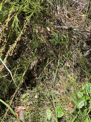 Baloskion tetraphyllum