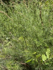 Baloskion tetraphyllum