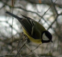 Parus major