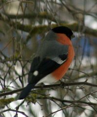 Pyrrhula pyrrhula