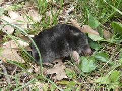 Talpa occidentalis