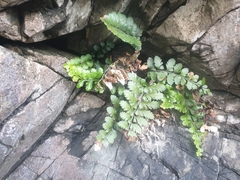 Asplenium difforme