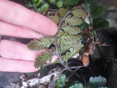 Asplenium difforme