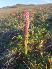Spiranthes australis