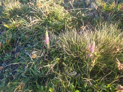 Spiranthes australis