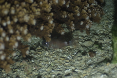 Nectamia fusca