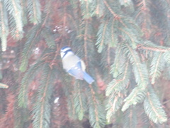 Cyanistes caeruleus