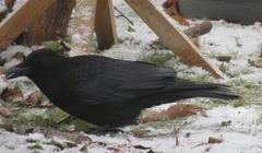 Corvus corone