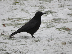 Corvus corone