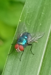 Lucilia eximia