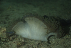 Actinioidea