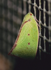 Carthaeomorpha rufipes