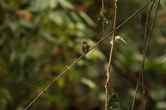 Muscicapa sethsmithi