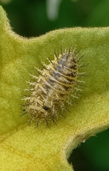 Henosepilachna vigintioctopunctata