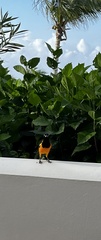 Icterus icterus