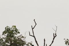 Bradornis fuliginosus
