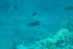 Novaculichthys taeniourus