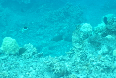 Novaculichthys taeniourus