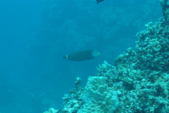 Novaculichthys taeniourus