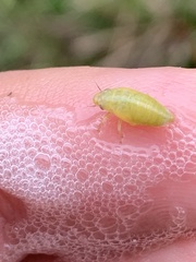 Lepyronia quadrangularis