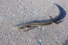 Ablepharus deserti