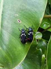 Callitettix versicolor