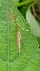 Conosia irrorata