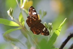 Coladenia indrani