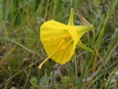 Narcissus bulbocodium