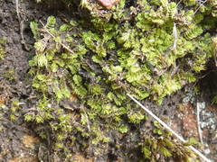 Gongylanthus ericetorum