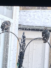 Sturnus vulgaris