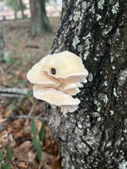 Irpiciporus