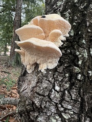 Irpiciporus