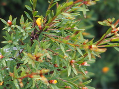 Pultenaea muelleri