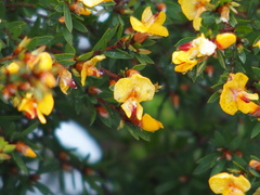 Pultenaea muelleri