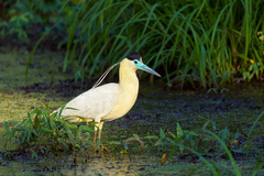 Pilherodius pileatus