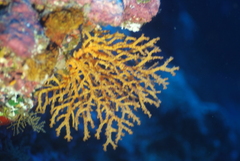 Chironephthya