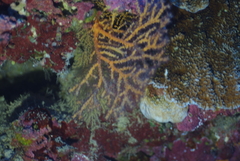 Chironephthya