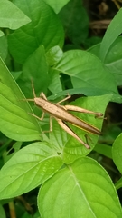 Phlaeoba fumosa