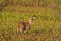 Blastocerus dichotomus