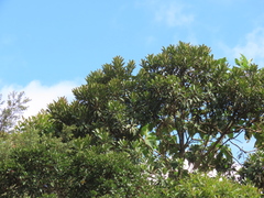 Sapium stylare