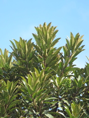 Sapium stylare