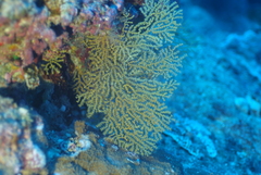 Villogorgia citrina