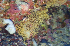 Villogorgia citrina