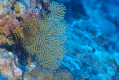 Villogorgia citrina
