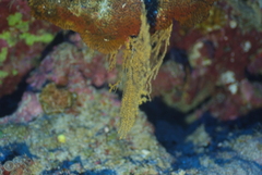 Villogorgia citrina