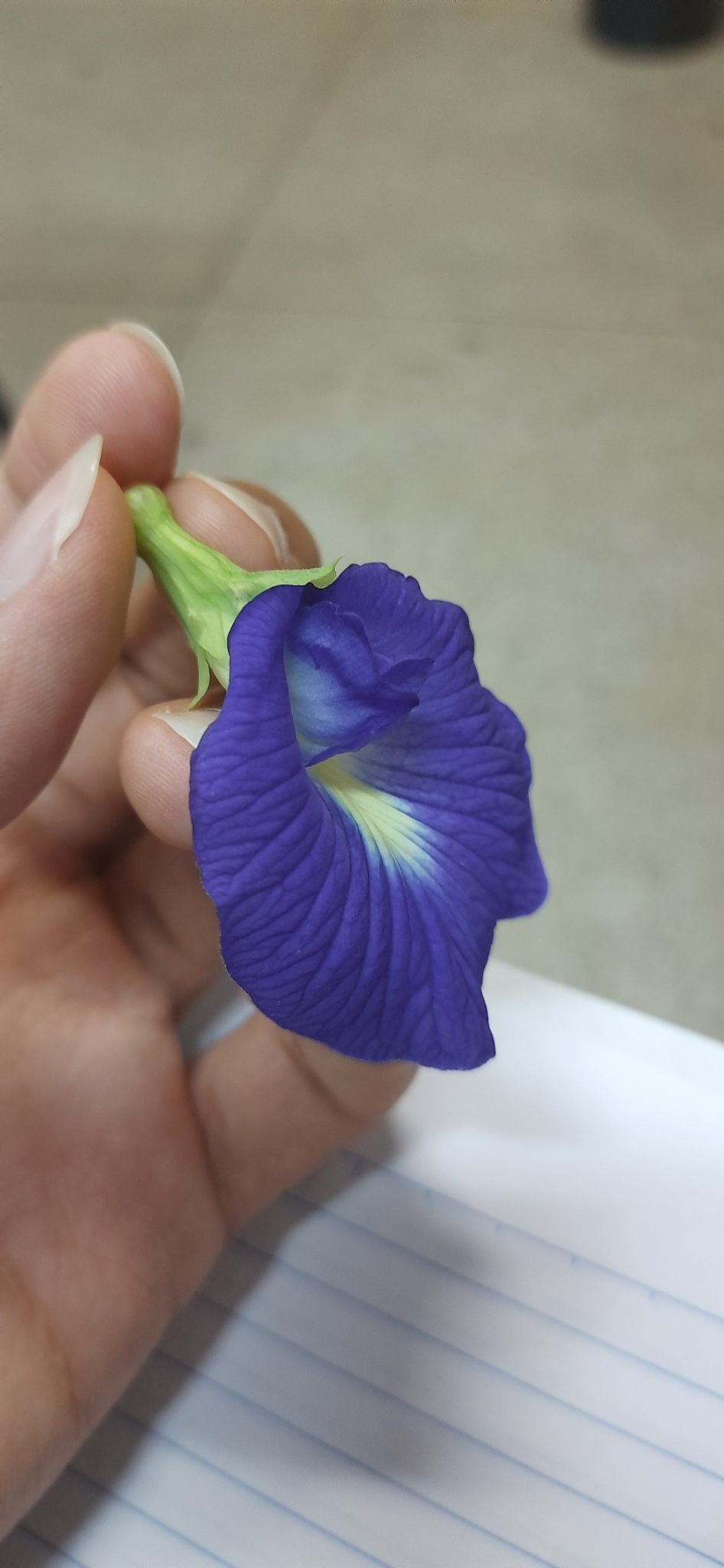 Clitoria ternatea