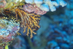 Chironephthya
