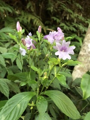 Strobilanthes cusia